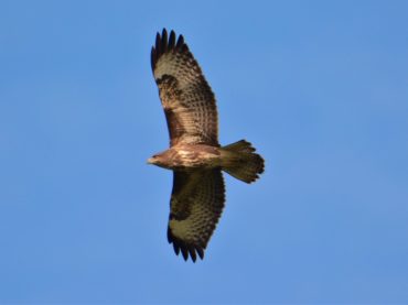 Wildlife (2) Wildlife (2)
